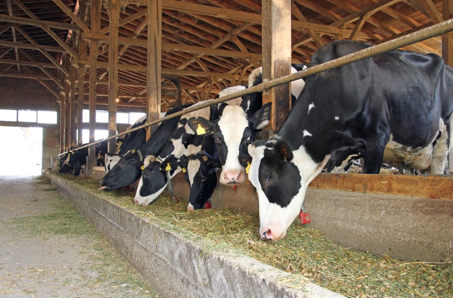 Dairy cow nutrition requirements for a healthy animal